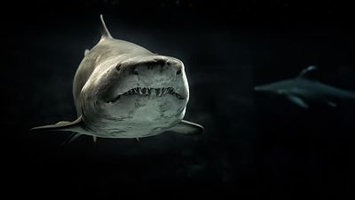 Shark Photo